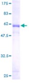SDS-PAGE (FGL1-4152H).jpg